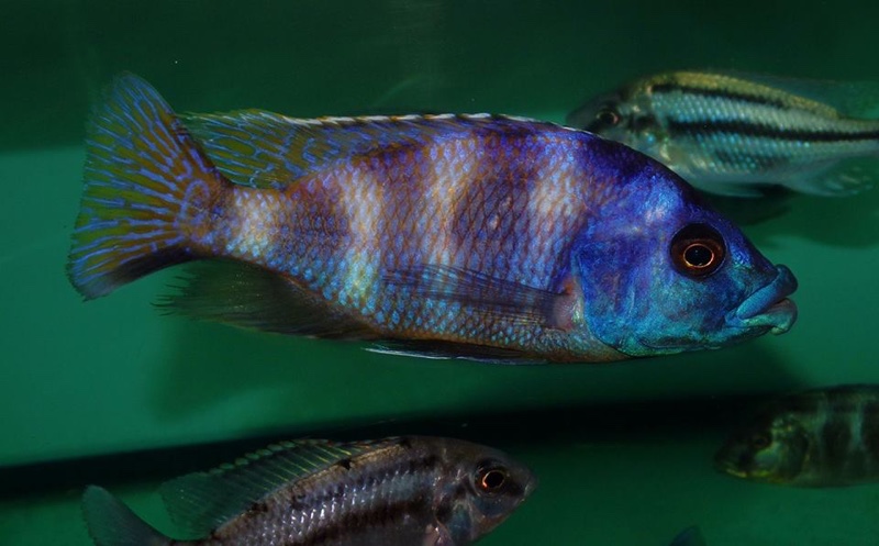Placidochromis milomo